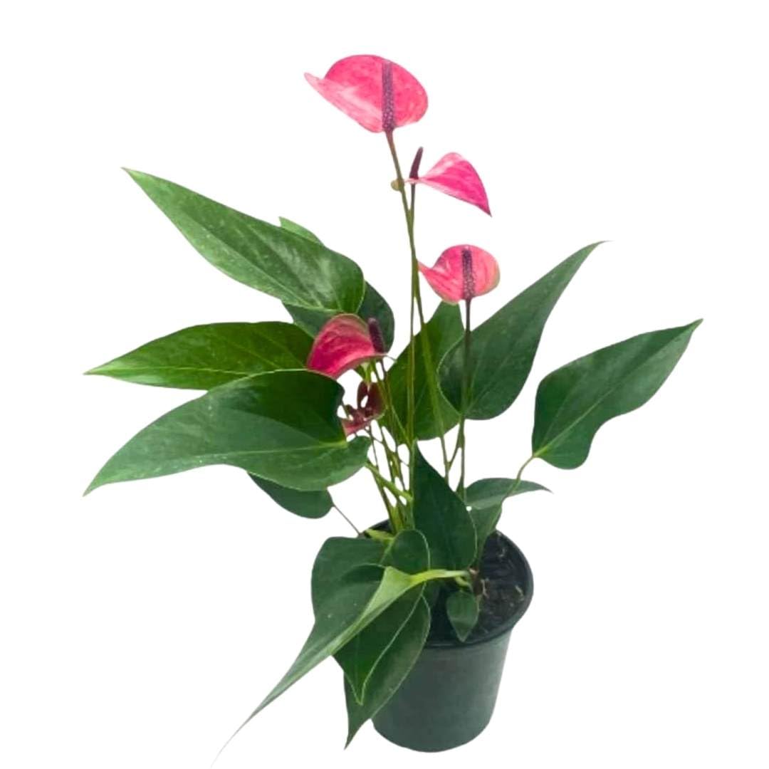 BubbleBlooms Anthurium Purple 4 inch