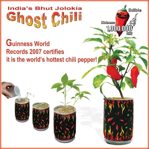 Red Ghost Pepper Grow Kit by Magic Plant Bhut Jolokia Superhot Easy DIY - in or Out - Great Gift (3 Kits)