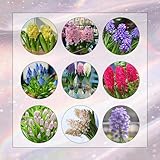 7 Piezas De Bulbos De Jacinto, Bulbos De Jacinto De Uva, Planta Perenne De Prado En Flor, Tubérculos De Jacinto De Jardín De Regalo - Hyacinthus Orientalis - Bulbos Que Florecen En Primavera