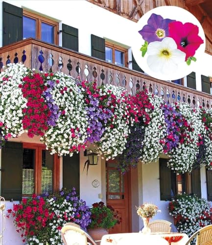 BALDUR Garten 6er Hänge-Petunien-Mix AlpeTunia Pflanzen im 10 5 cm-Topf Blickfang für Balkonkästen & Hängeampeln Blütenfülle an langen Ranken pflegeleicht & langblühend sommerlich