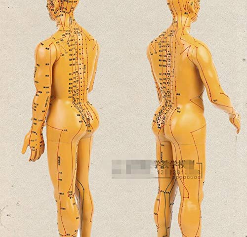 WellieSTR 1 Piece Male Acupuncture Model Male Model Human Body Acupuncture Model Male Meridians Model 20inch (Brown Color)