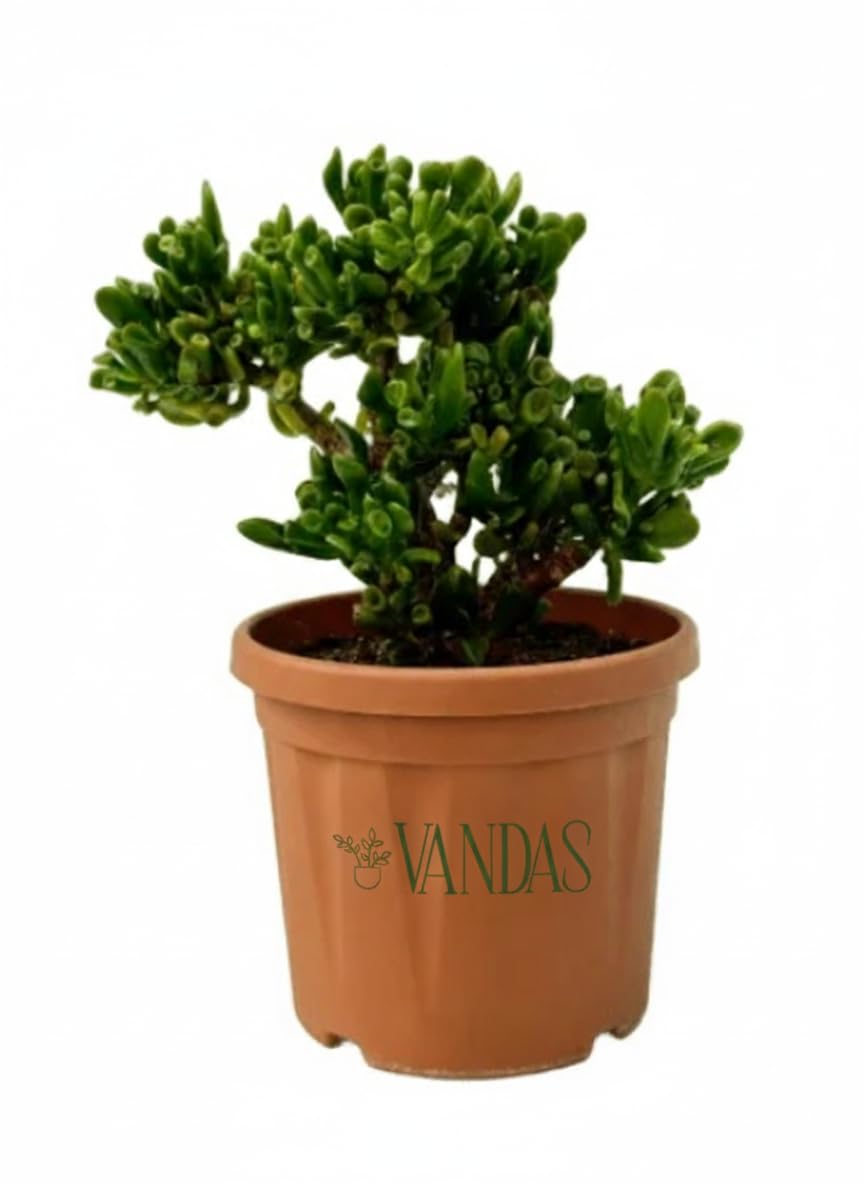 Vandas Crassula Hobbit – Pianta Grassa Succulenta Perenne | Vaso Diametro 20 cm, Altezza 45 cm | Foglie Tubolari con Sfumature Rossastre e Fiori Bianchi | Made in Italy