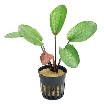 Amazon.co.jp: （水草）エキノドルス ビッグベアー（水上葉