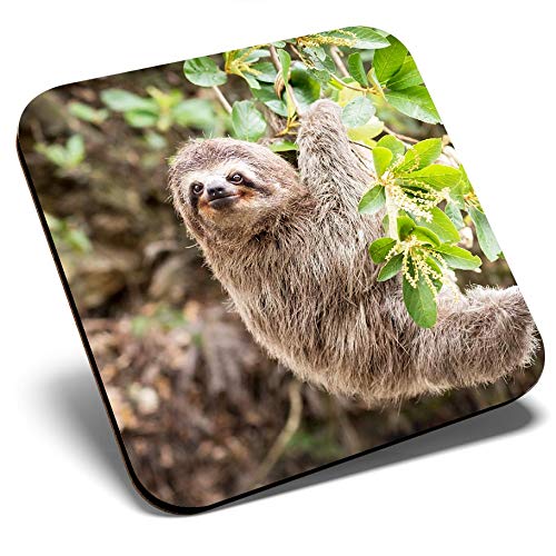 Destination Vinyl Ltd Multicolor Great Single Coaster Square - Cute Sloth Lazy Funny Animal |Glossy Quality Coasters | Tabletop Protection For Any Table Type #2087