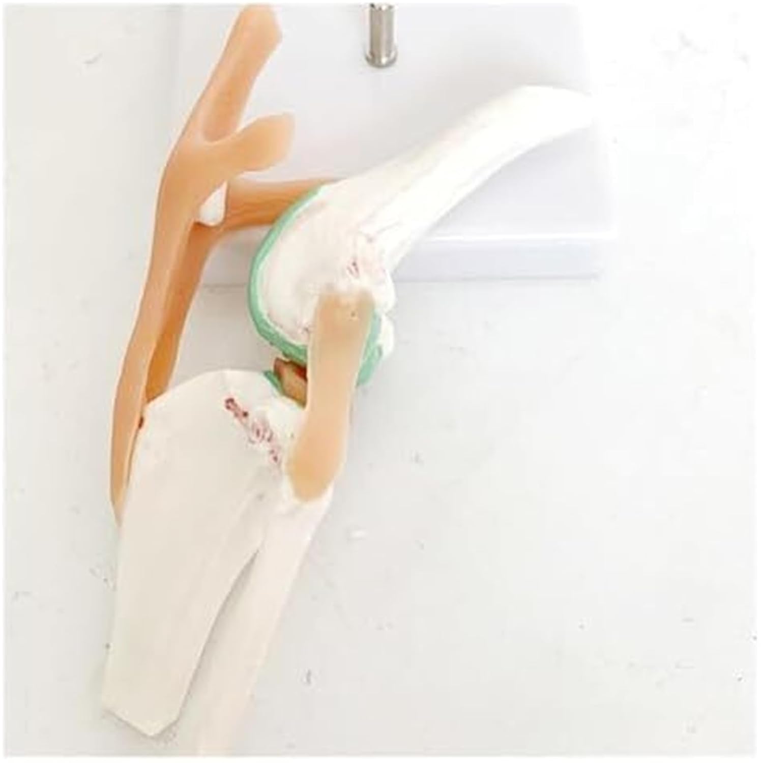 Dog Knee Joint Ligament Functional Skeleton, Dog Anatomical Model Medical Gift