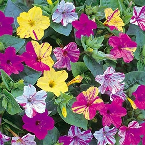 All SEasons Four Oclock Mix Mirabilis Flower Seeds - 35 Seeds Trial Pack (B0C975B73H) Amazon Price History, Amazon Price Tracker