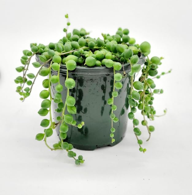 String Of Pearls Plant Live Hanging Plant for Hanging Basket Indoor House Plant Hanging Succulent Drought Tolerant Easy Care (B0CS7B7GTL) Amazon Price History, Amazon Price Tracker