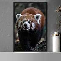 Framed Canvas Wall Art Red Panda Animals Expressive Koala Living Room Multicolor Photography Tropical - 16x24 inches