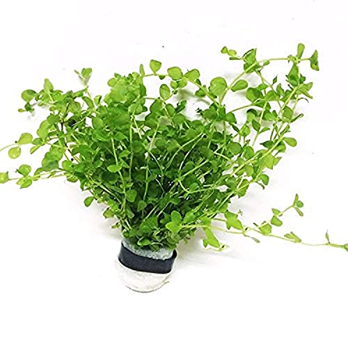 Micranthemum Monte Carlo Bundle Live Aquarium Decorations Aquatic Plants for Fish Tank by Mainam