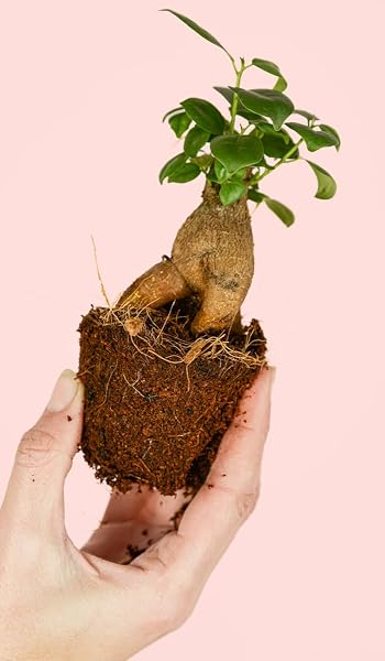 PUR PLANT Ficus Microcarpa Mini | Bonsai Natural De Interior Resistente y Purificador | Ideal para Terrarios y Espacios Pequeños | Plantas Naturales Interior y Hojas Brillantes | Maceta De Ø6 cm - 3