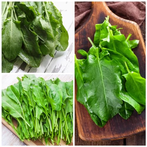 Seed Needs Large Leaf Sorrel Seeds for Planting - Heirloom Non-GMO & Untreated Medicinal or Culinary Herb - Grow a Home Grown Outdoor Garden (1 Pack) - Image 3