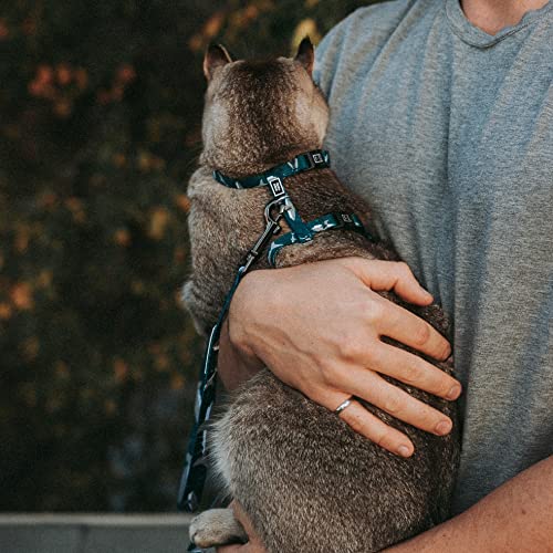 Tella & Stella Escape Proof Cat Harness for Walks – Adjustable Fit for Neck 7 in to 12 in & Chest 10 in to 17 in – Lightweight, Soft, and Comfortable Design – 4-Point Safety Buckles (Quack!) - Image 5