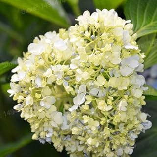 Yellow: 100pcs/bag Mixed Colour Hydrangea Seeds Bonsai Flower Seeds, Beautiful Flower, Plant Seeds for Home Garden: Only Seeds