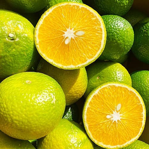 󂠂 XC[gXvO POLO F{Y u₩Ȏ_Ɛ▭ȊÂȂɂȂ銹k ƒp ps