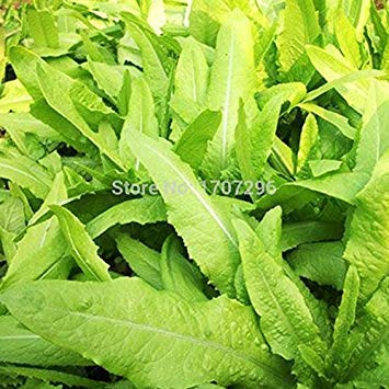 Grüne Salatsamen - 100 Stück/Los