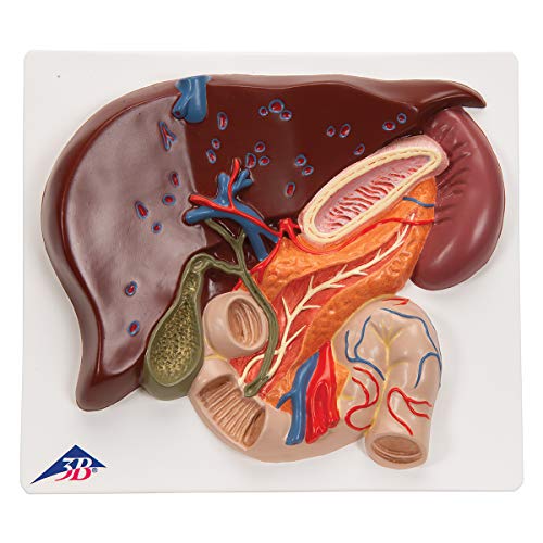 3B Scientific VE315 Liver w/ Gall Bladder Pancreas and Duodenum - 3B Smart Anatomy