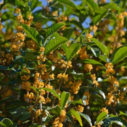Chuxay Garden 5 Seeds Osmanthus Fragrans,Sweet Osmanthus,Sweet Olive,Tea Olive, Fragrant Olive Orange Small Tree Evergreen Shrub Grows In Garden And Pots #TOP3
