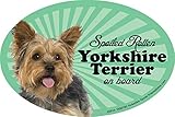 Yorkie Car Magnets: Spoiled Rotten Yorkie - Oval 6' x 4' Auto/ Truck/ Refrigerator/ Mailbox (Funny Car Decals, Dog Magnet, Yorkshire Terrier)
