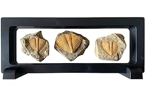 Fossil Real Trilobite: 450 Million Year old Specimen from China