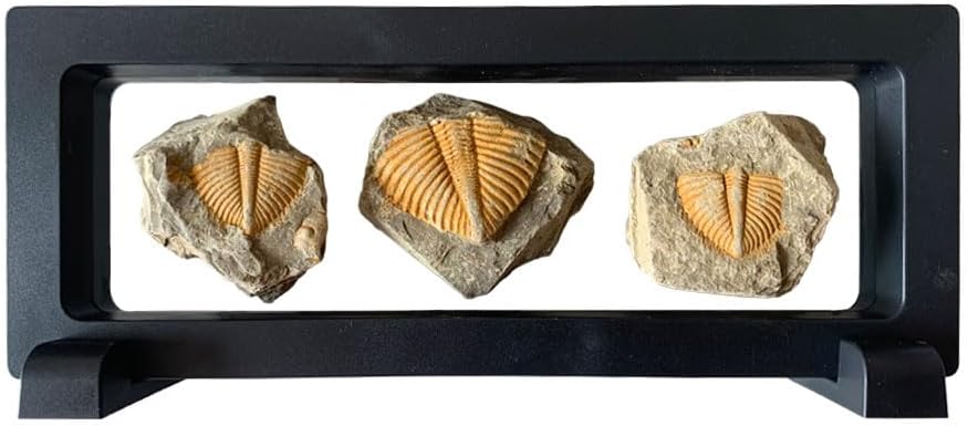 3 pcs Fossils Real Trilobite Fossil Specimen Come from Western Hunan of China 450 Million Years ago