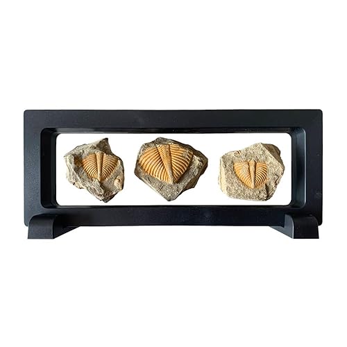 Juego de 3 fósiles trilobites reales procedentes del oeste de Hunan de China hace 450 millones de años