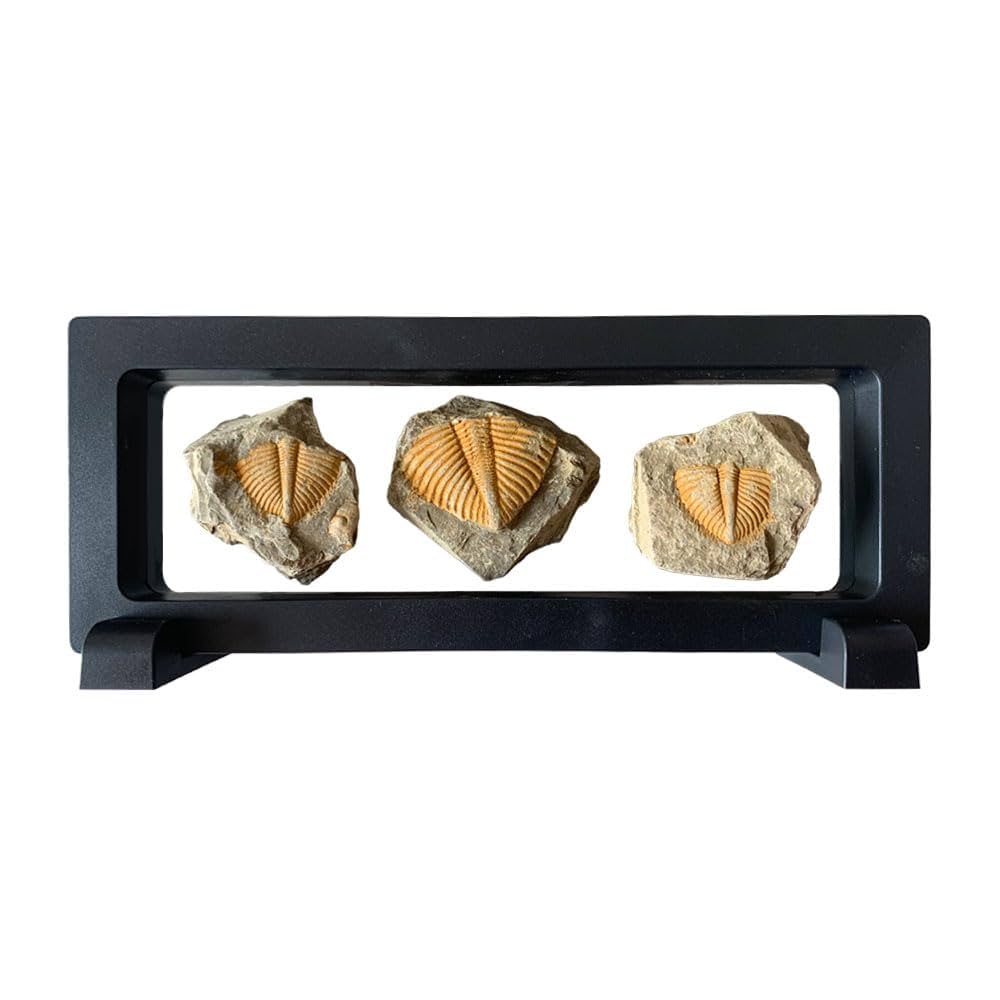 三葉虫　化石　本物 三葉虫｜化石標本・分売｜化石販売・鉱物販売の東京サイエンス