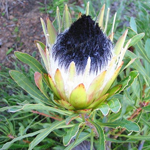 3 : Fresh Rare Protea Cynaroides Seeds Easy Planting Rare Bonsai Flower Seed Variety Complete 50 Seeds/Pack Fresh Rare Flower Seed