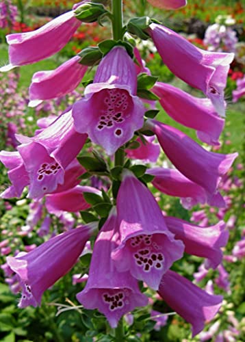 250 Semillas de Digitalis Purpurea (Dedalera, Foxglove) Cover