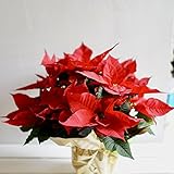 フラワーショップカレラ ポインセチア赤５号鉢