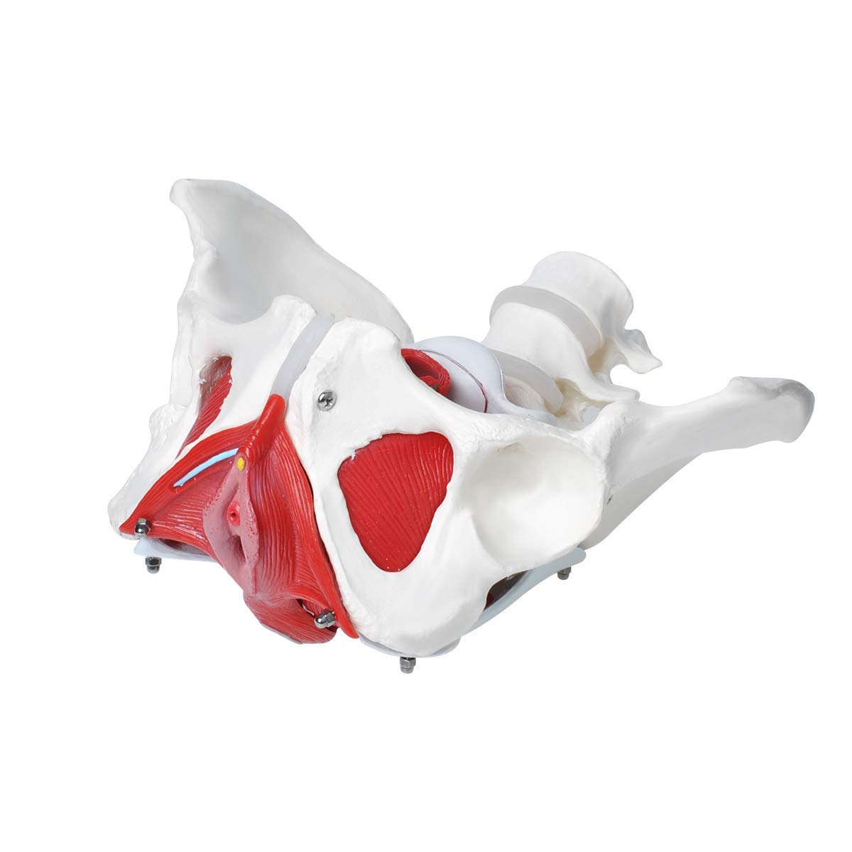 Model Dna Miednicy, Kobiecy Model Dna Miednicy Z Mięśniami, Model Anatomiczny Mięśni Dna Miednicy Z Ruchomymi Narządami, Do Nauczania Medycznego