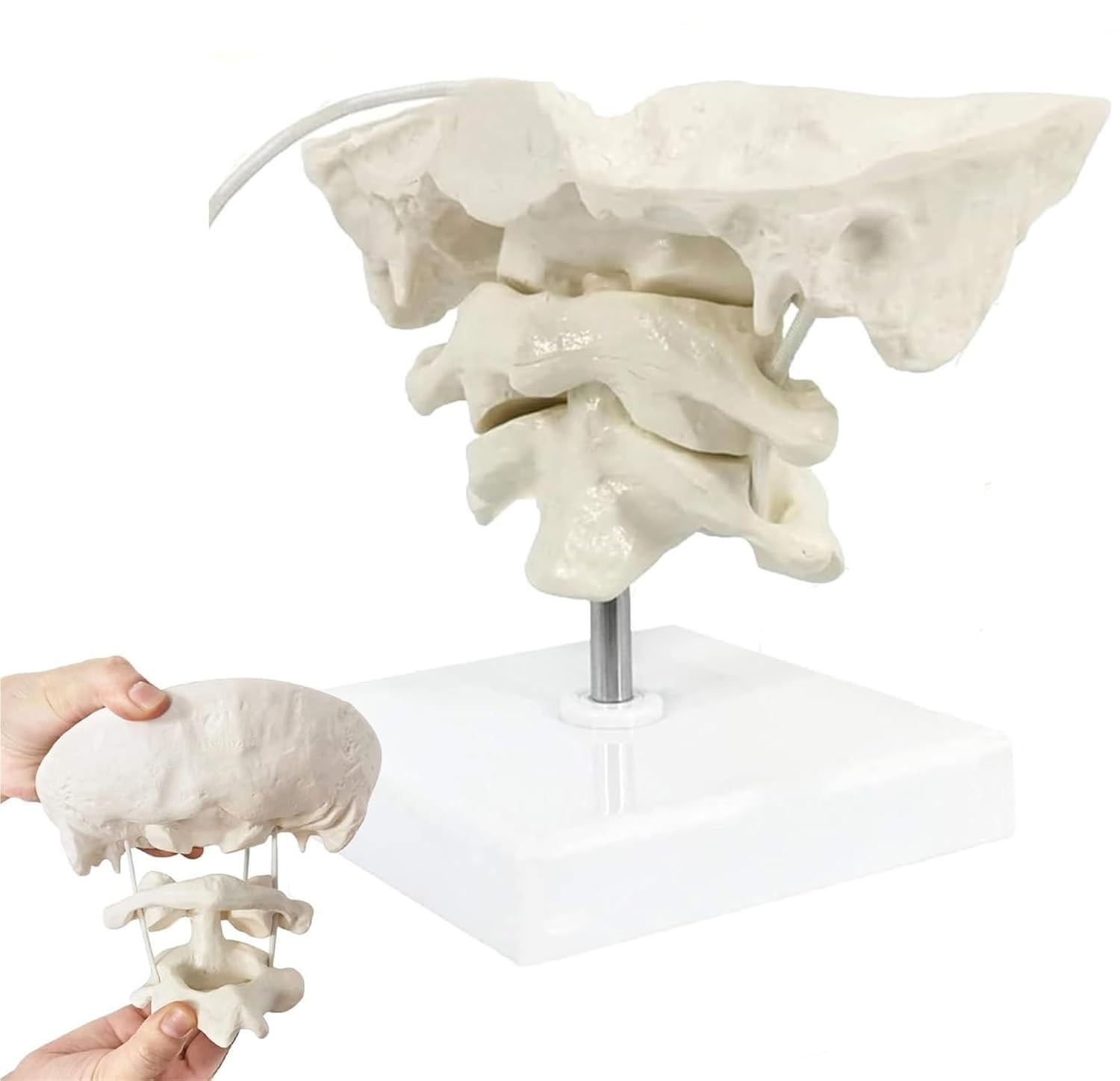 Movable Educational Occiput Model, Human Cervical Spine Occipital Bone Anatomical Model with Base, Medical Students Teaching Supplies, PVC Material, Used for Teaching