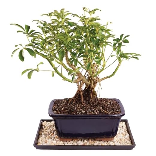 Best soil for dwarf umbrella tree Brussel's Dwarf Hawaiian Umbrella Bonsai