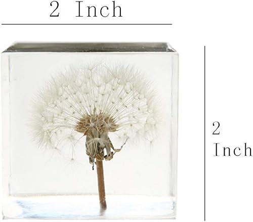 Miniatura 3 de FUNSXBUG Espécimen de diente de león real, pisapapeles, decoración de escritorio (2 x 2 x 2 pulgadas)