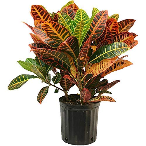 EdensField NASA Air Purifier Croton Variegatum Petra Indoor Evergreen