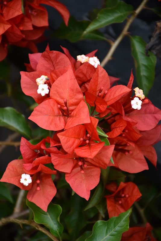 Orange-Red Bougainvillea Flame Plants – Pack of 2 Live Starter Plants (6-8 Inches Tall) – Tropical Climbing Vine, Fast-Growing, Drought-Tolerant, Long-Blooming Fiery Orange-Red Blossoms