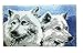 BYT Collections 18 Model Animal Latch Hook Kit Rug Animal 570 20 by 15 inch