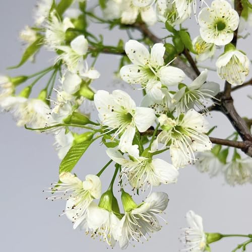 semi di ciliegio ornamentale da balcone, resistenti di ciliegio arbusti crescita rapida resistenti, decorativi 25pcs