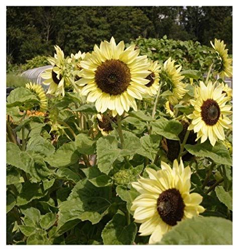 PREMIER SEEDS DIRECT - Sunflower Seeds - Moonshine - 40 Seeds