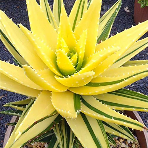 Regenboog Aloë Zaden, 100 Stks/zak Rainbow Aloë Zaden Multi-Color Huidverzorging Waterbesparende Sterke Vitaliteit Aloë… - Afbeelding 8