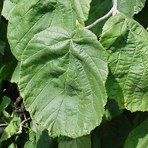 Nocciolo contorto 40–60 cm Vaso – Corylus avellana 'Contorta' – Rami decorativi contorti