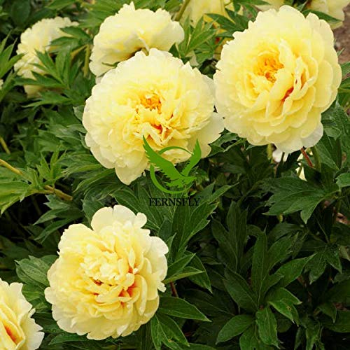 FERNSFLY IMP. Peonies/Peony Excellent Quality Flower Bulbs for