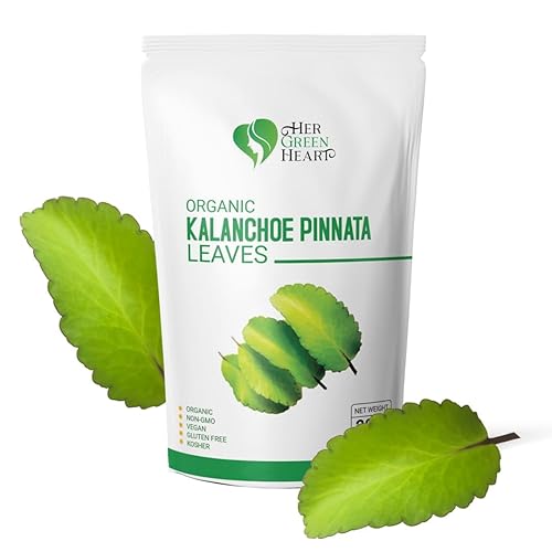 Kalanchoe Pinnata Leaves Herbal Tea - 100% Pure, Dried Kalanchoe