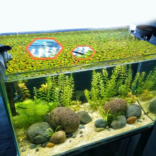 Image of PEUTIER 5pcs Aquarium Floating Plant Rings, Foam Floating Plant Corral Holder Hexagon Fish Feeding Rings Feeding Ring Barrier for Fish Tank Feeder Plant Fence for Keeping Food in Place (Orange)
