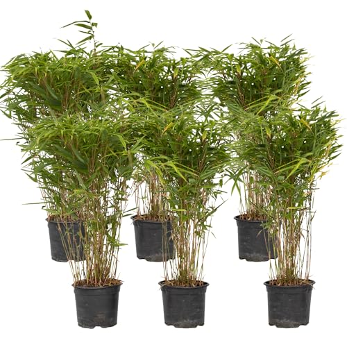 Plant in a Box - Fargesia nitida 'Gansu' - 6er-Set - dunkelvioletter Bambus...