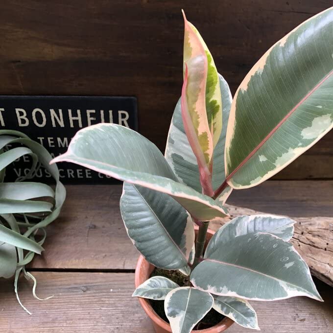 Amazon｜フィカスティネケ 斑入り白ゴム 観葉植物 ゴムの木｜観葉植物 