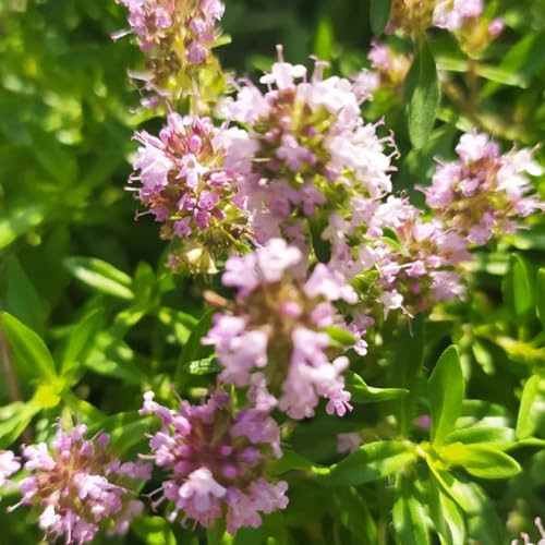 semillas de tomillo cubresuelo - balcón jardín resistentes perennes exóticas Variedades 55pcs