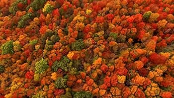 Paperback Weep Not for Me Book