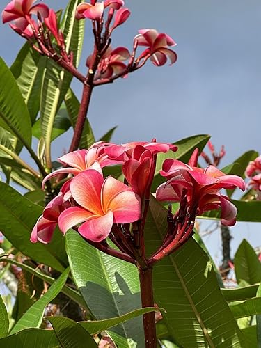Pink Plumeria Cutting Single Head 10inch Fresh Starter x1
