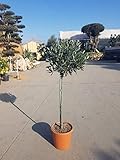  ALBERO DI OLIVO, OLEA EUROPEA, PIANTA DI ULIVO VASO CM.20 ALTEZZA 100 CM