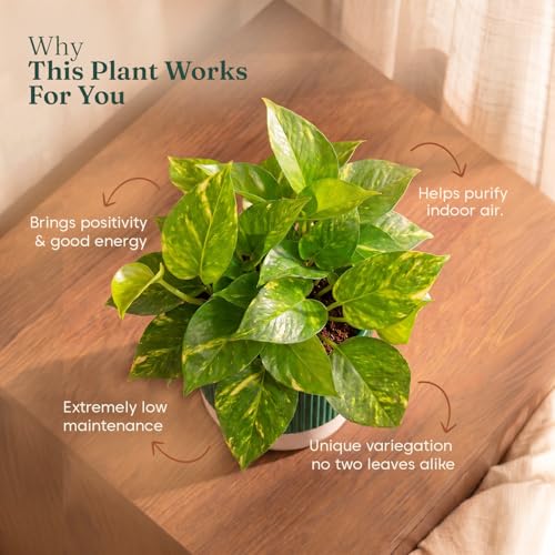 Image of Kyari Good Luck Money Variegated Live Plant with Green Self Watering Pot 4 Inch - Indoor Live Plant with Pot for Home, Living Room - Lucky Vastu Air Purifying Plant